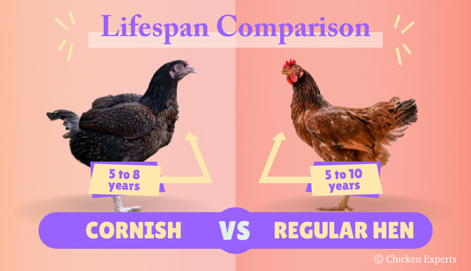 cornish chicken lifespan comparison