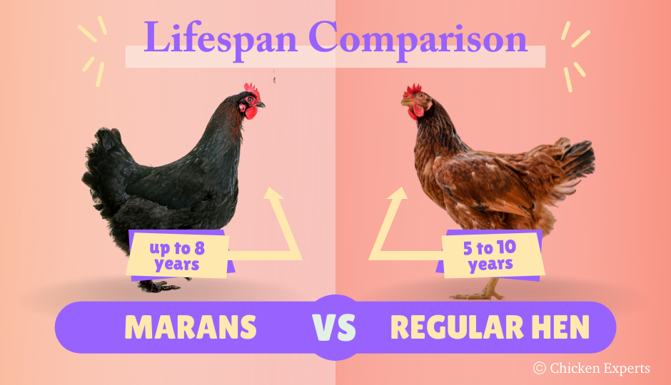 marans chicken breed lifespan comparison