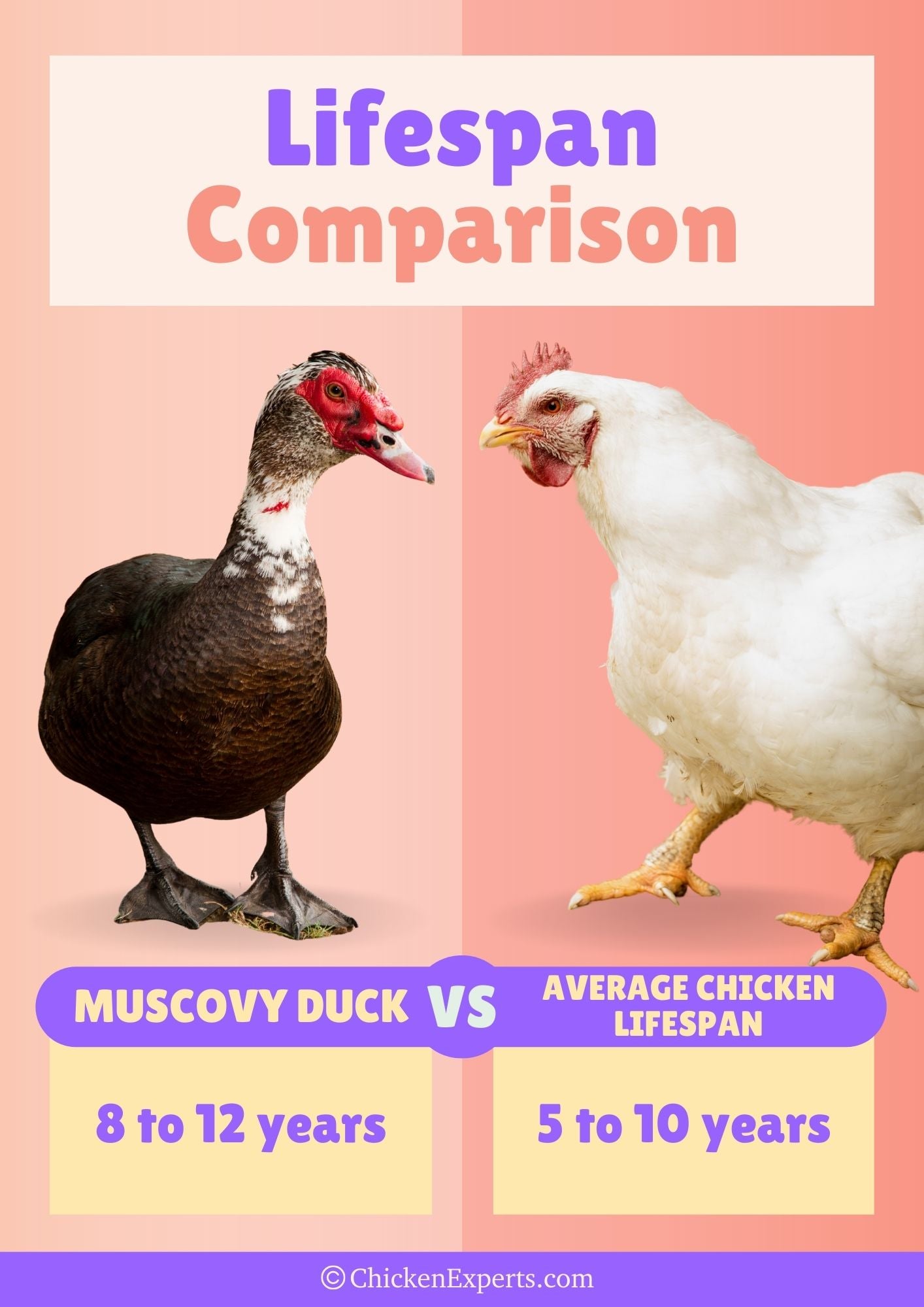 lifespan comparison muscovy duck