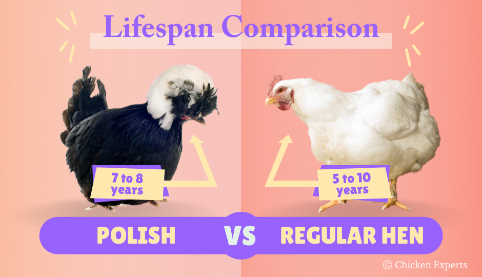 polish chicken lifespan comparison
