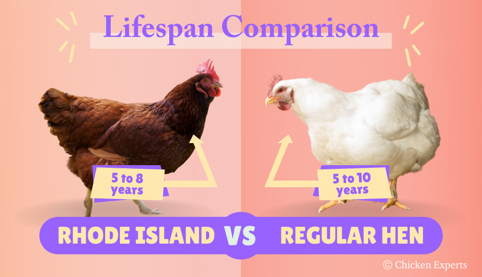 lifespand comparison of rhode island red chicken and regular chicken