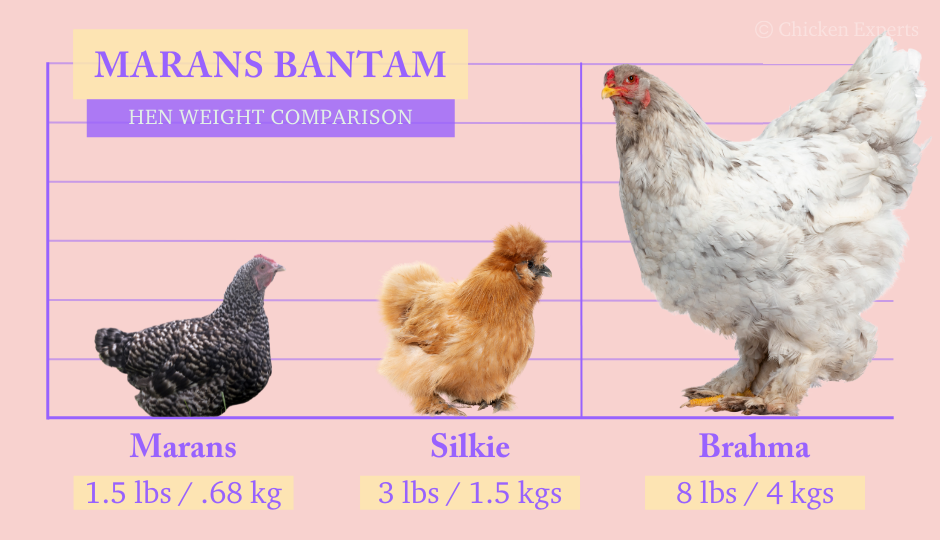 marans bantam hen weight comparison with silkie and brahma