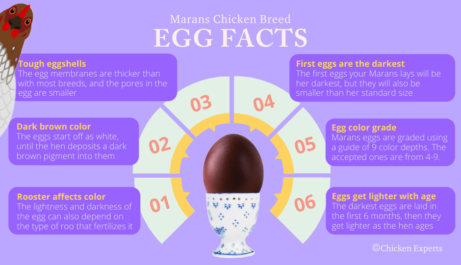 marans chicken breed egg facts