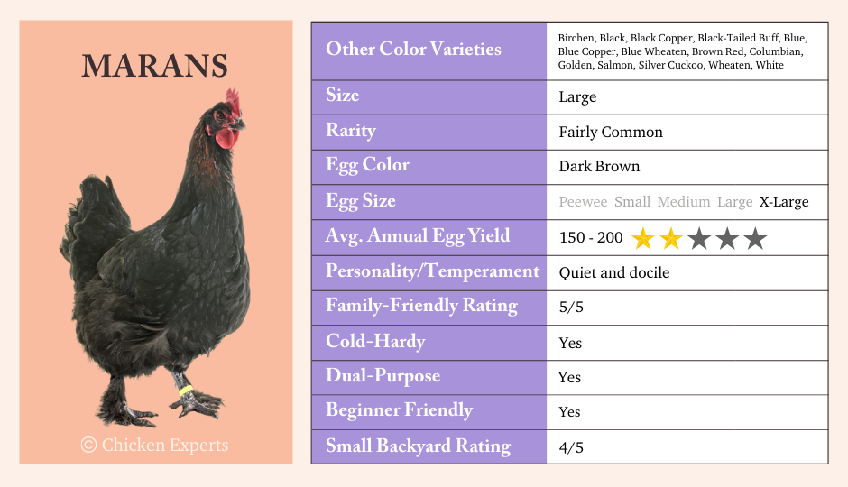 marans chicken breed summary