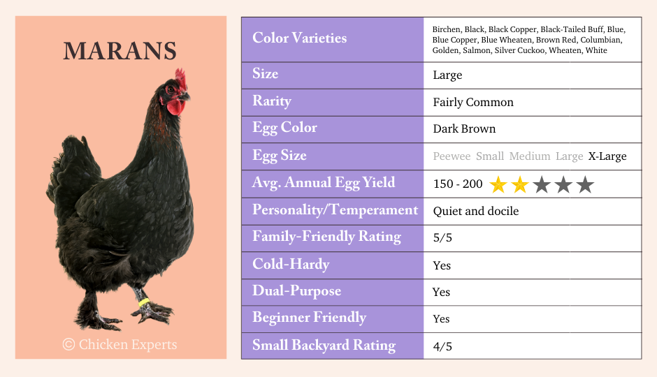 marans chicken breed summary