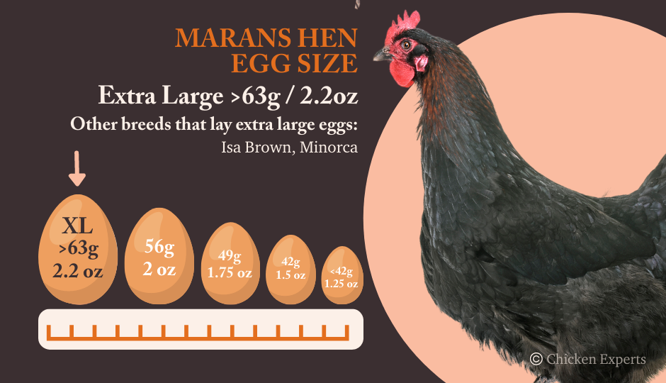 marans chicken egg size comparison