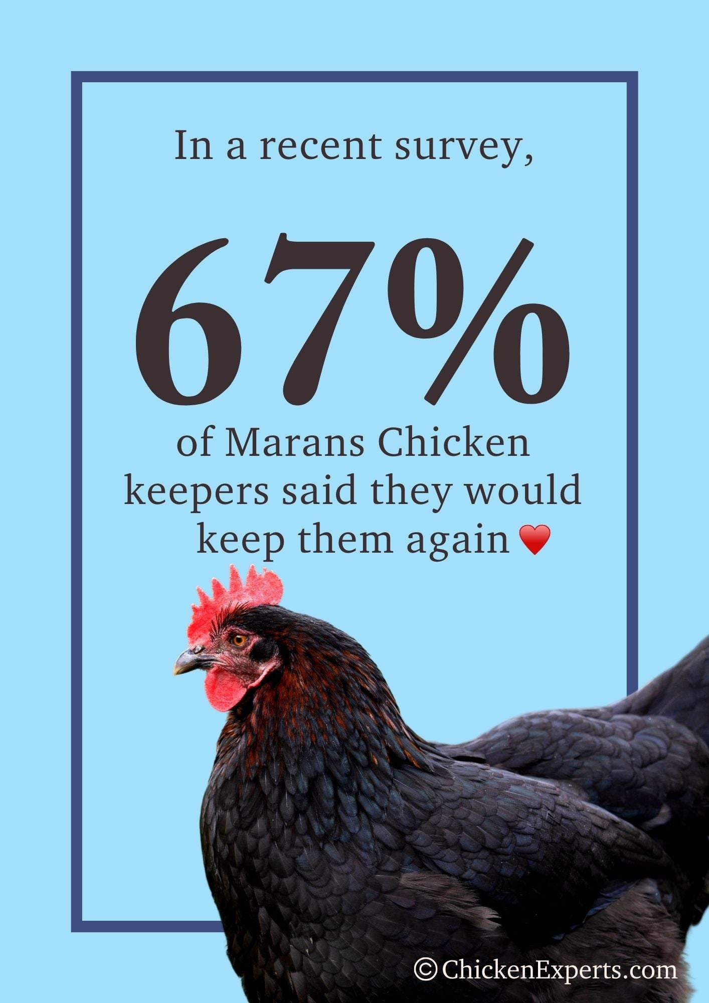 marans chicken keepers said they will keep them again