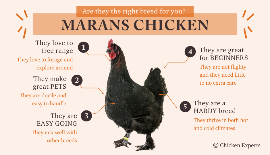 marans chicken temperament facts