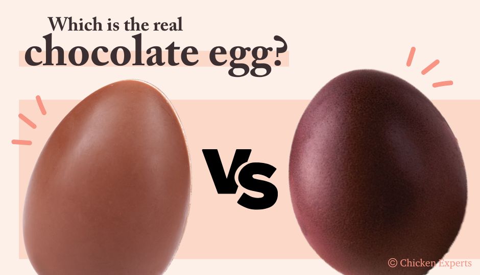 marans egg versus a chocolate egg