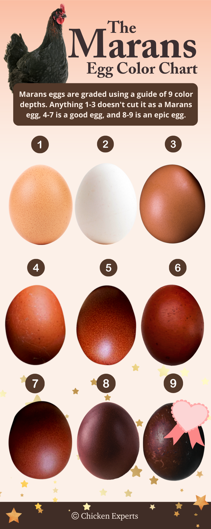 marans chicken breed egg color chart