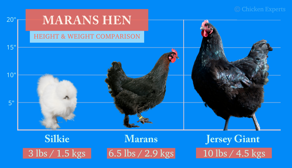 marans hen size comparison