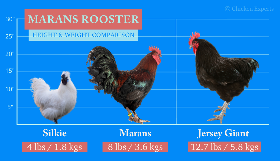  marans rooster size comparison