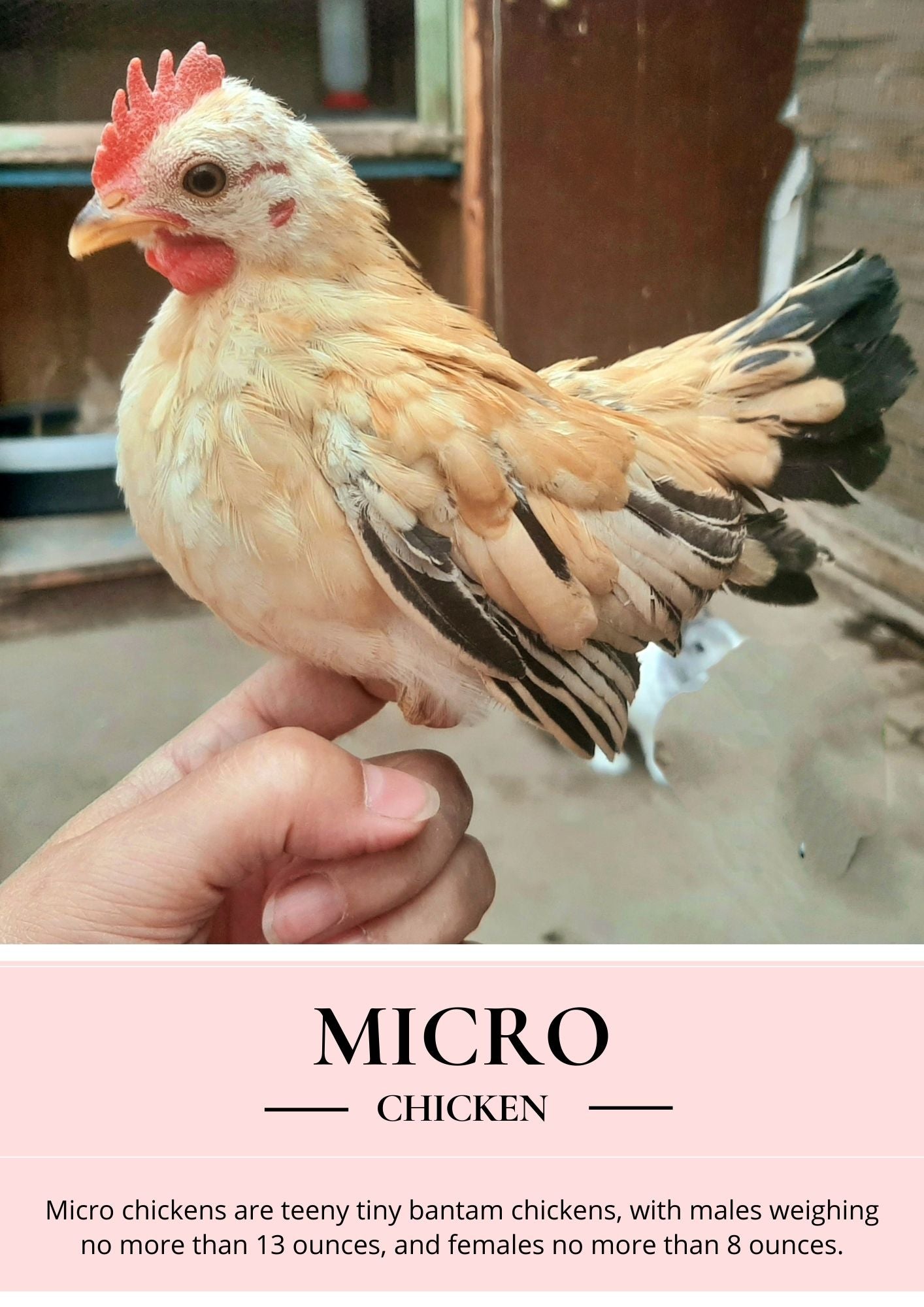 micro chicken