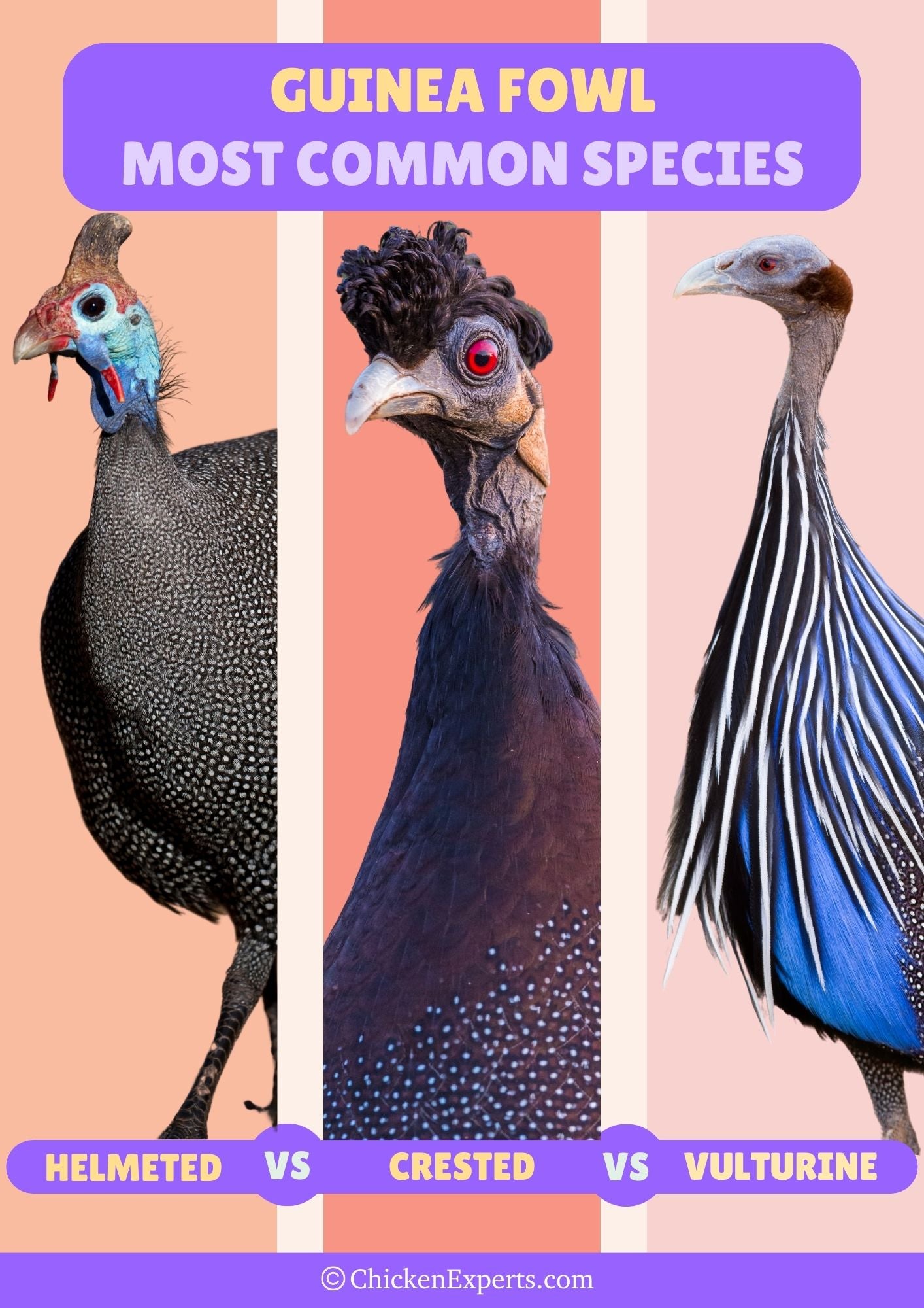 most common species of guinea fowl