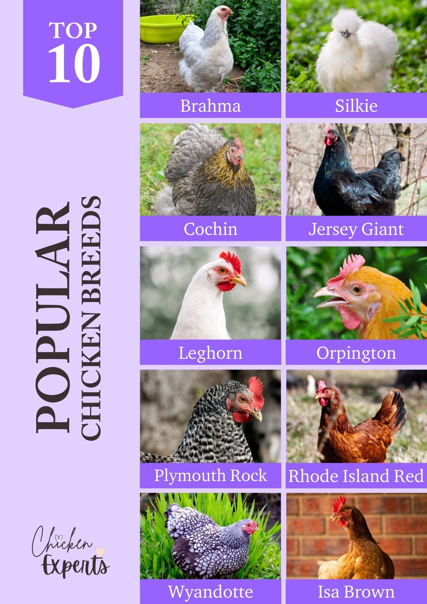 most popular chicken breeds