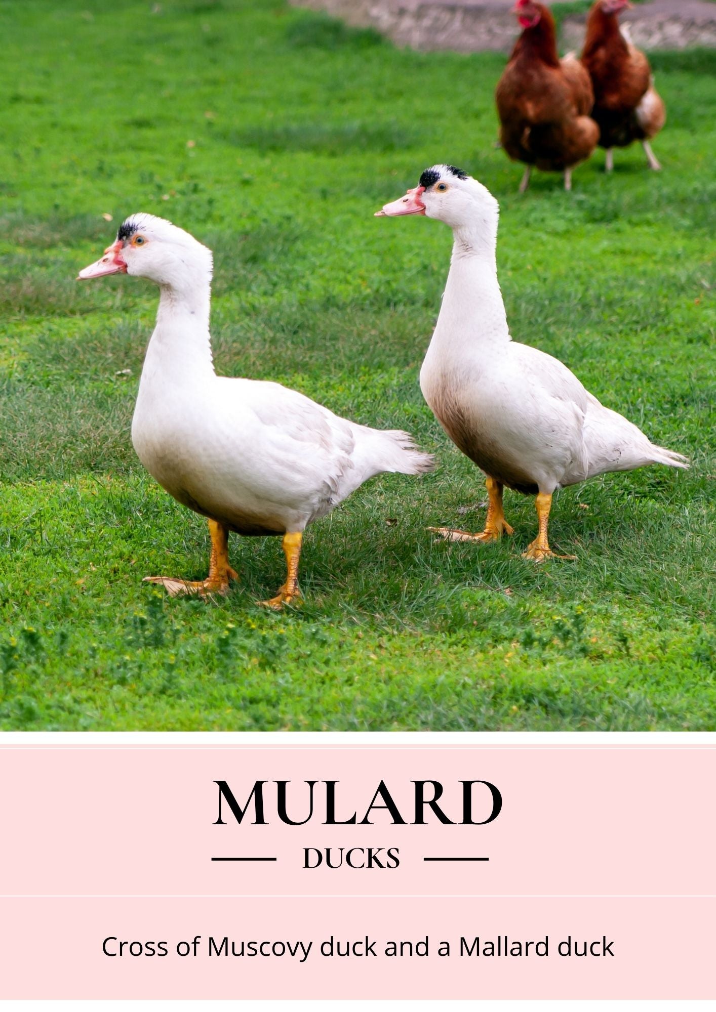 mulard duck