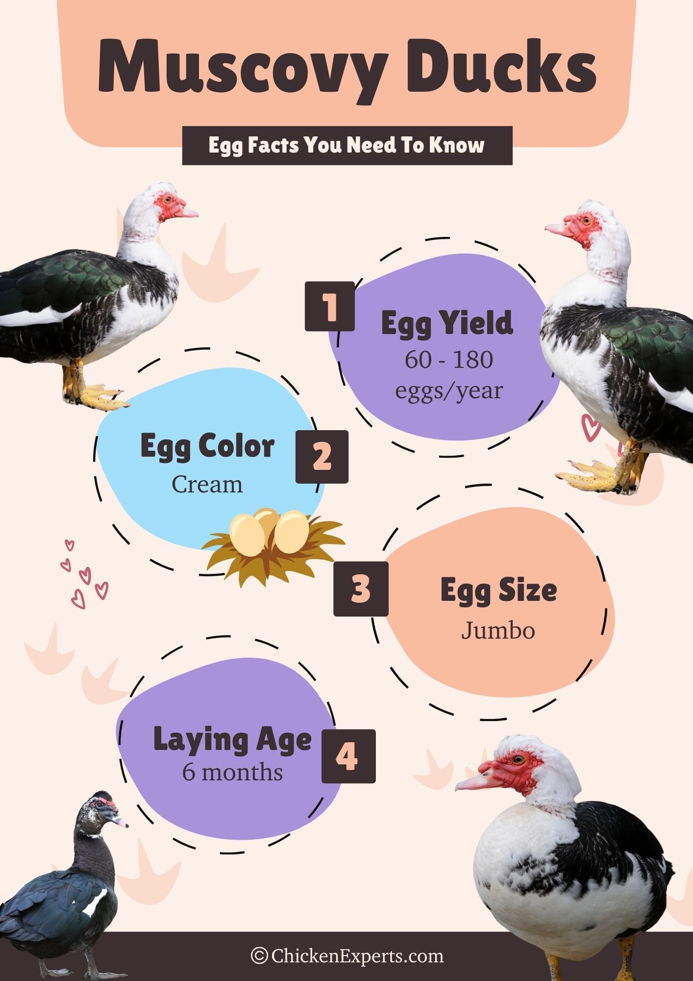 muscovy duck egg facts