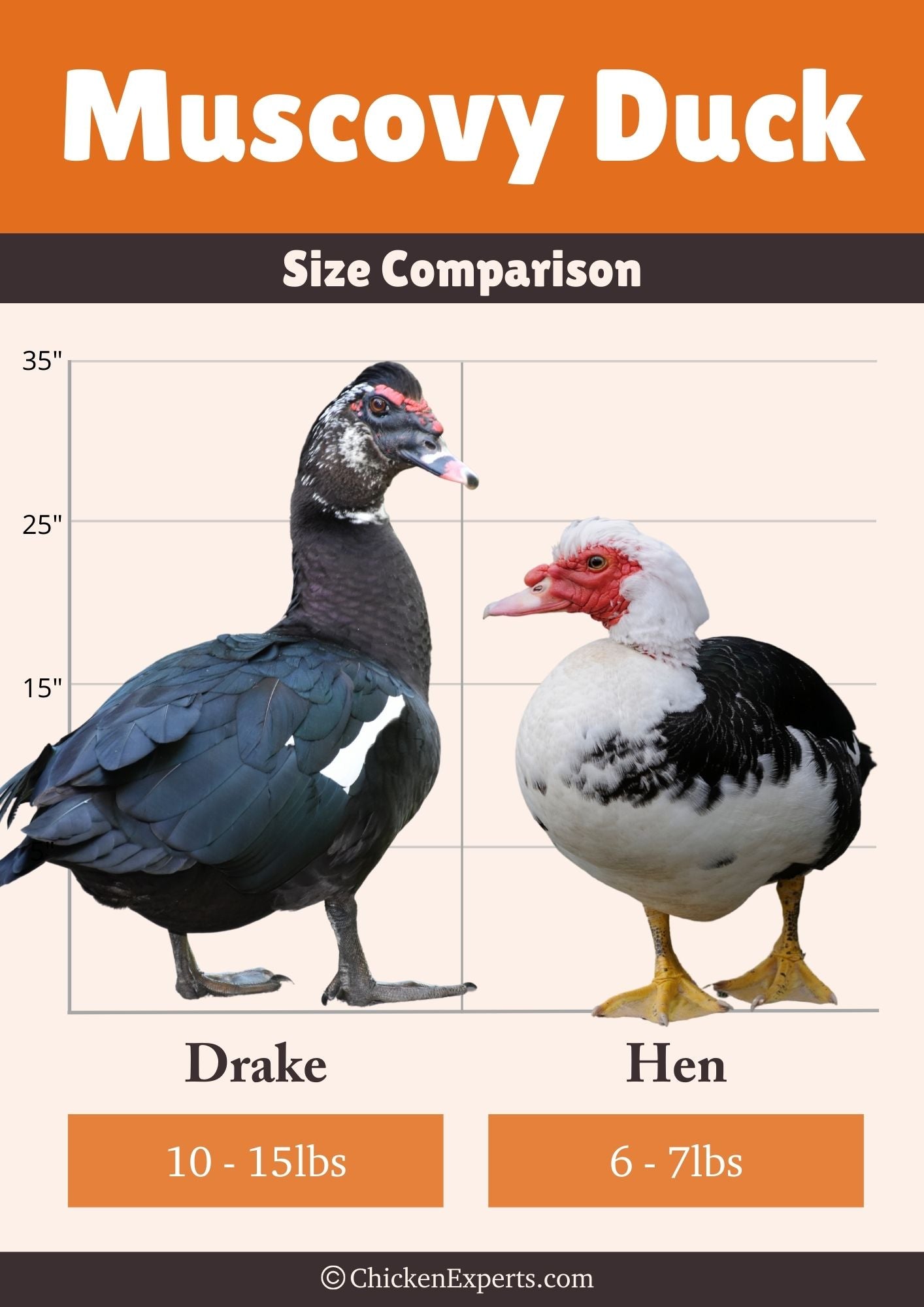 muscovy duck size comparison
