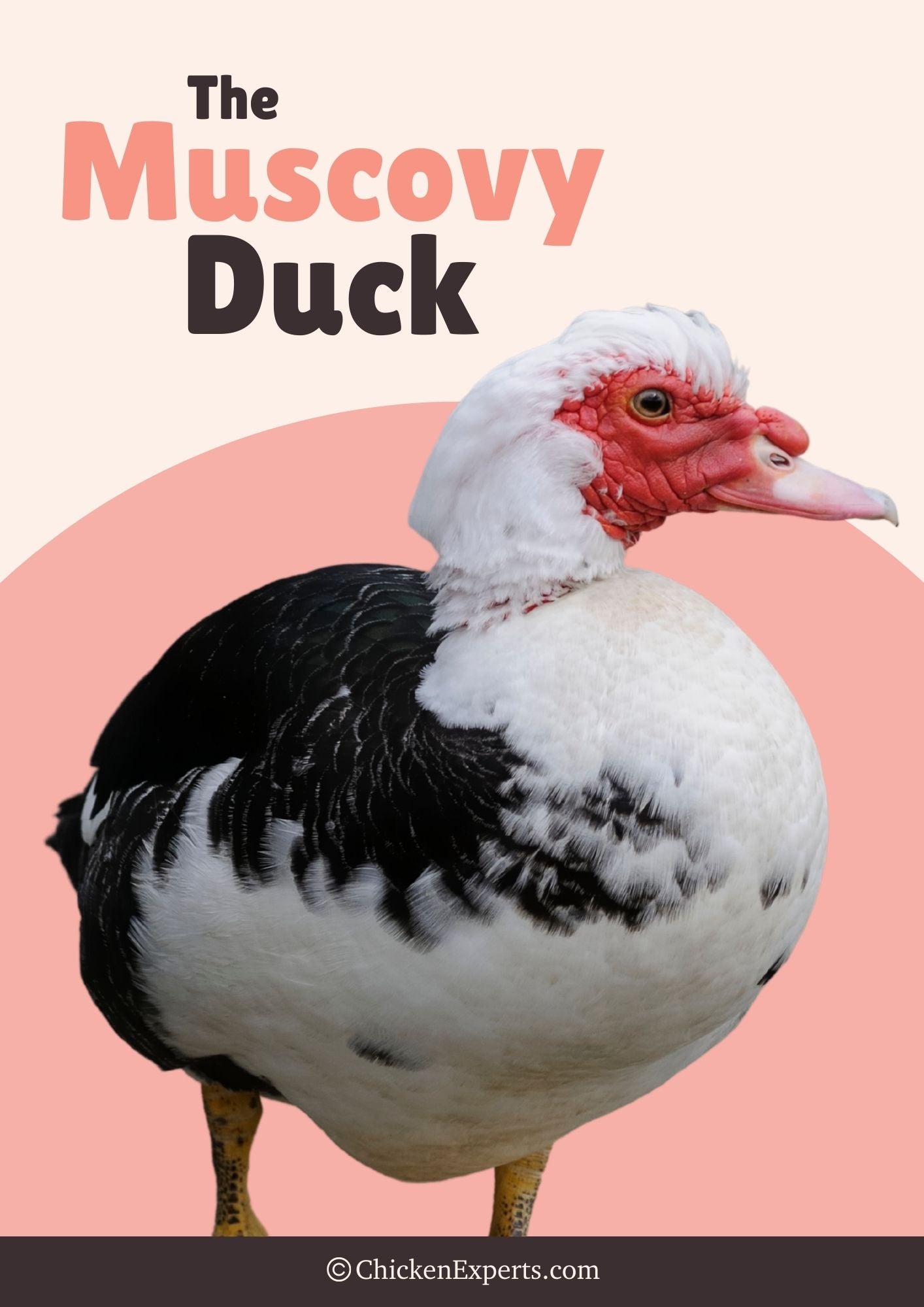 the muscovy duck
