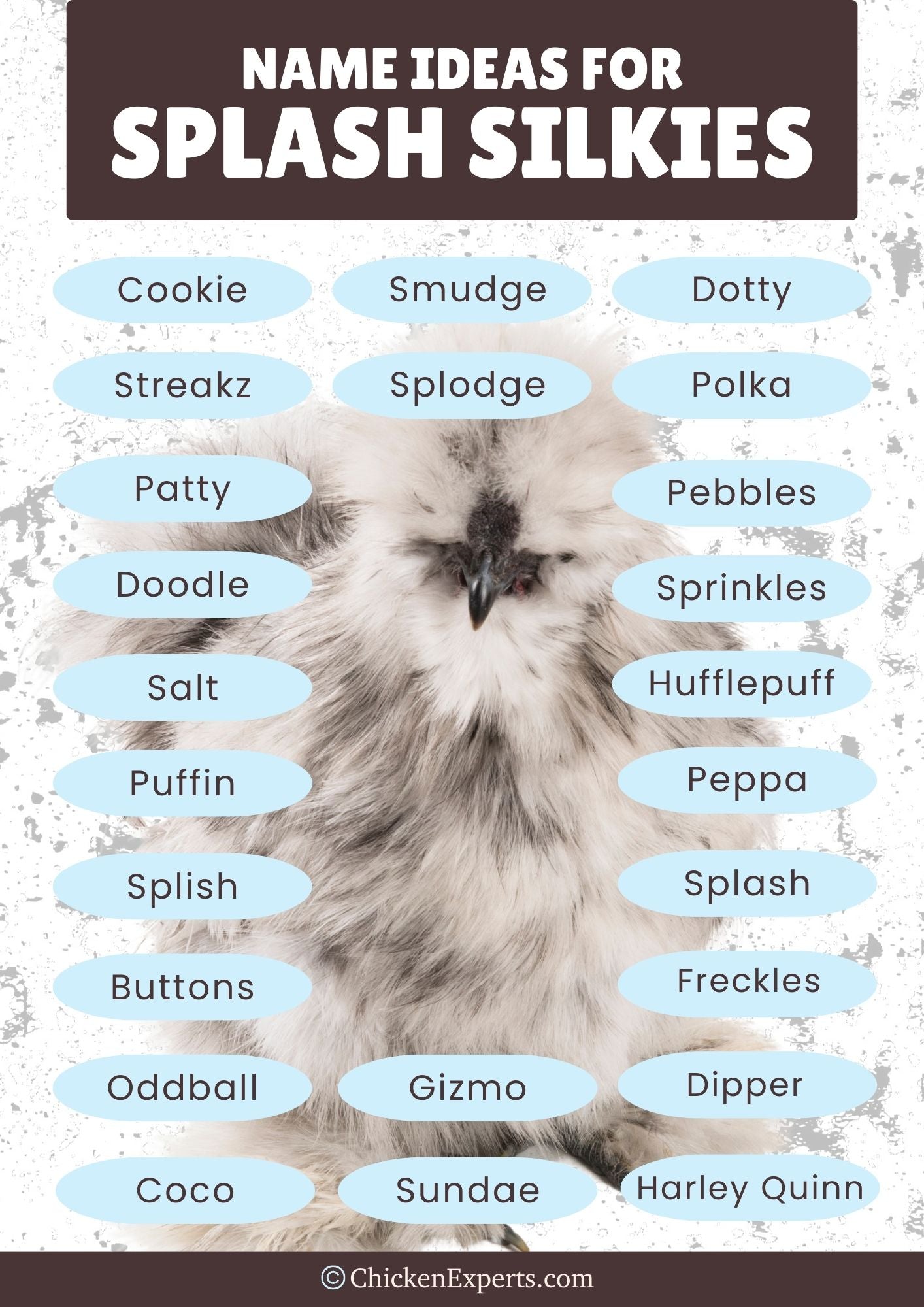 name ideas for splash silkie chickens