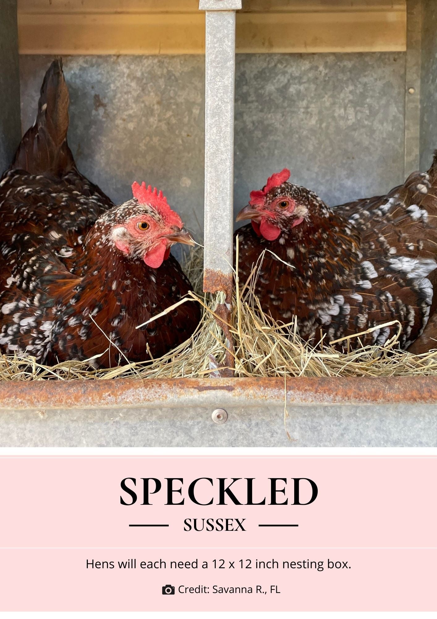 nesting box size for speckled sussex chickens