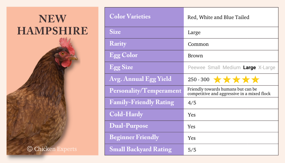 New Hampshire Chicken Key Breed Characteristics