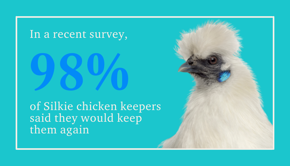 98% of silkie chicken keepers said they would keep them again
