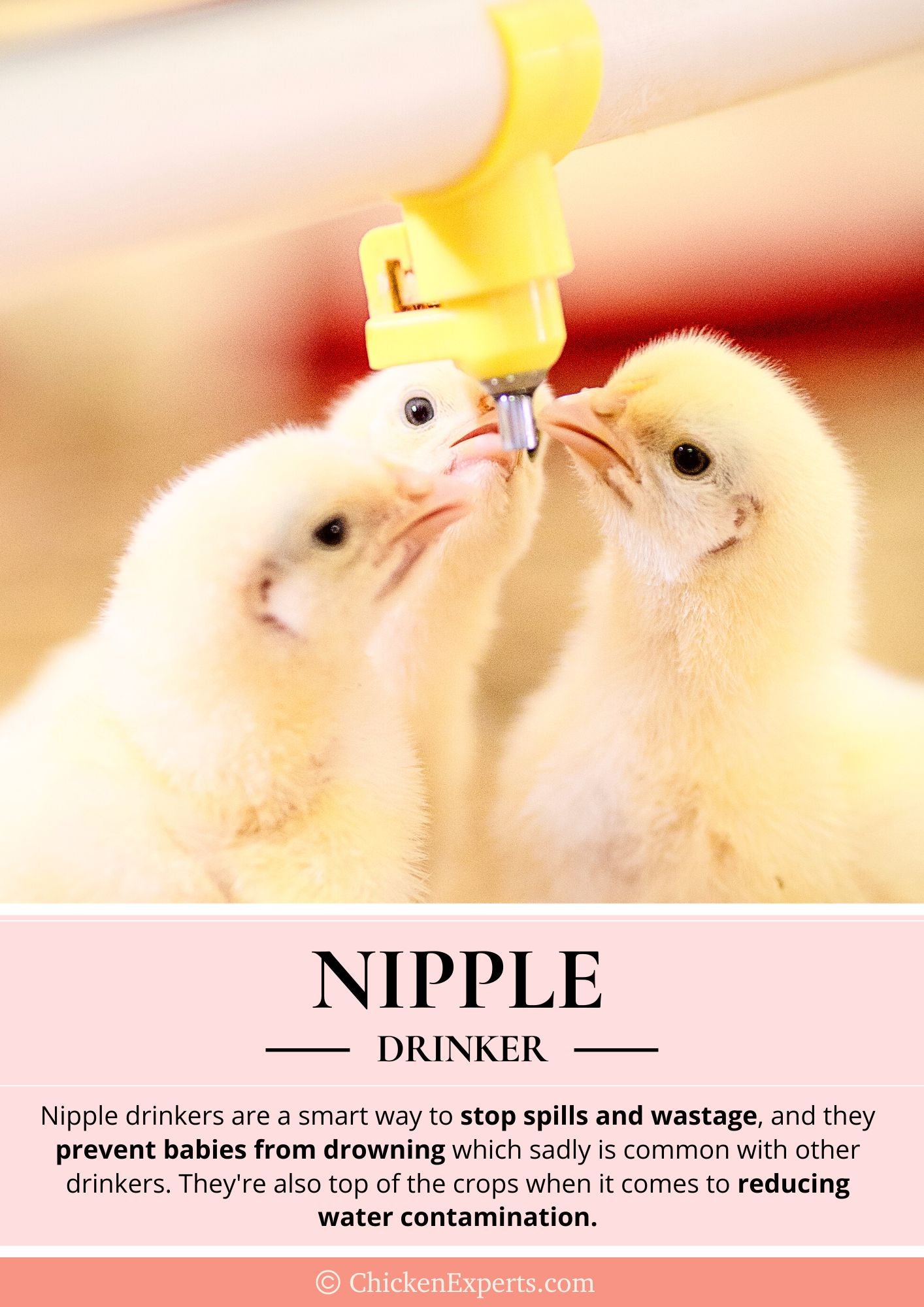 nipple drinkers for baby chickens