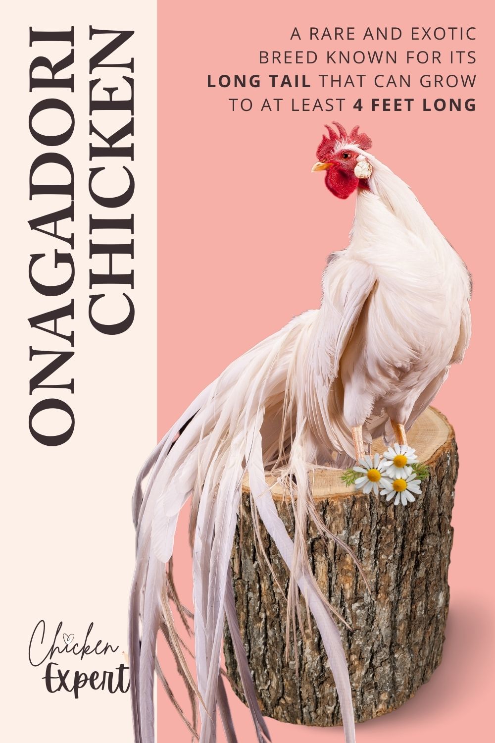 onagadori chicken