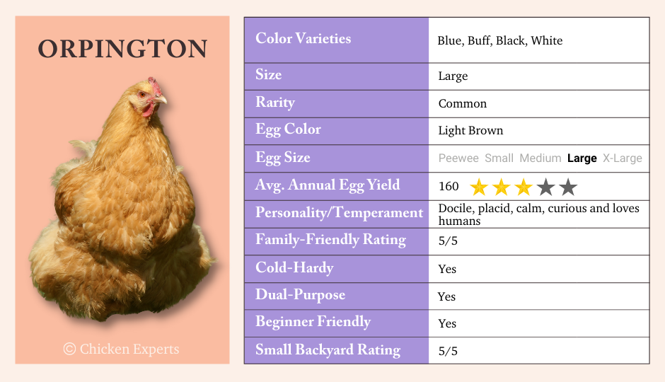 Orpington Chicken Key Breed Characteristics