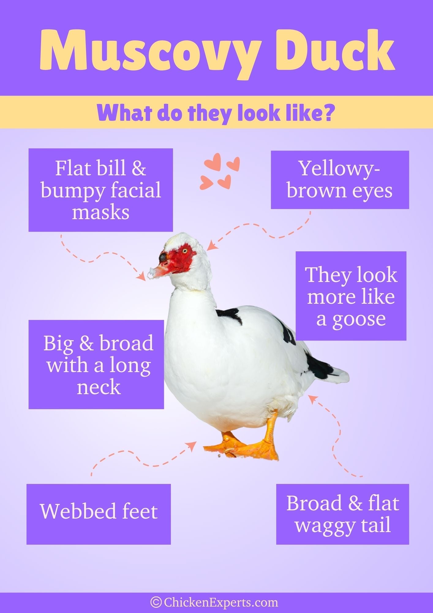 what do muscovy ducks look like