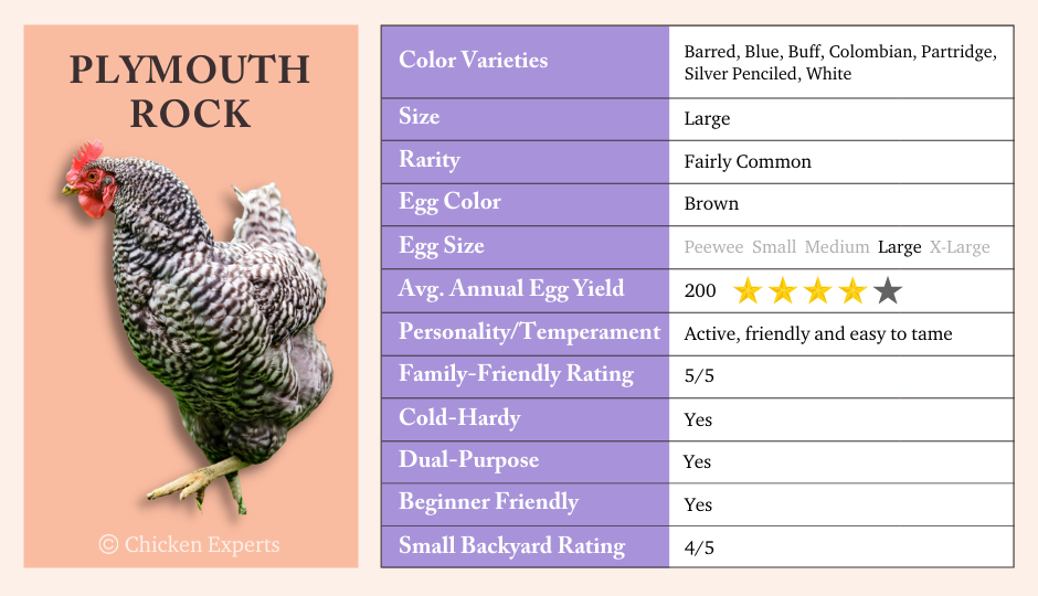 plymouth rock chicken key breed characteristics