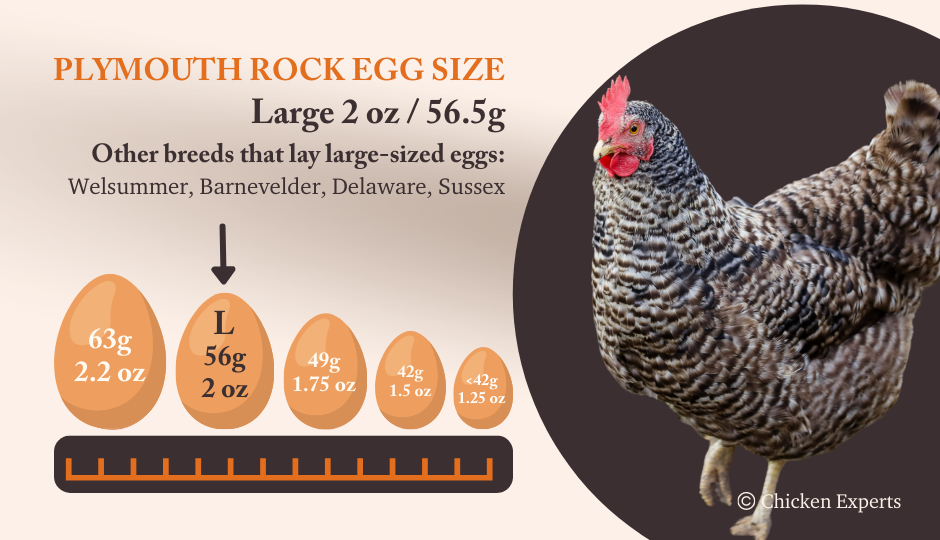 Plymouth Rock egg size comparison chart