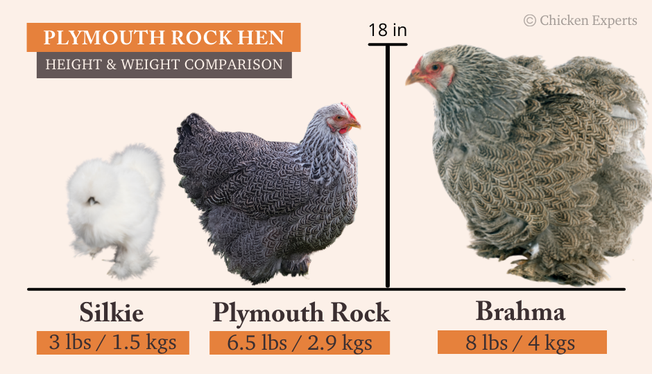 Plymouth Rock Hen Size Comparison to Silkie and Brahma