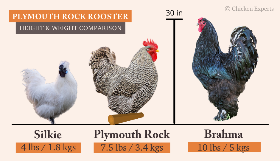 Plymouth Rock Rooster Size Comparison to Silkie and Brahma