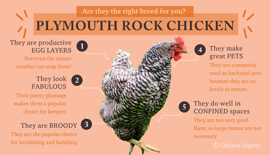 plymouth rock temperament fact chart