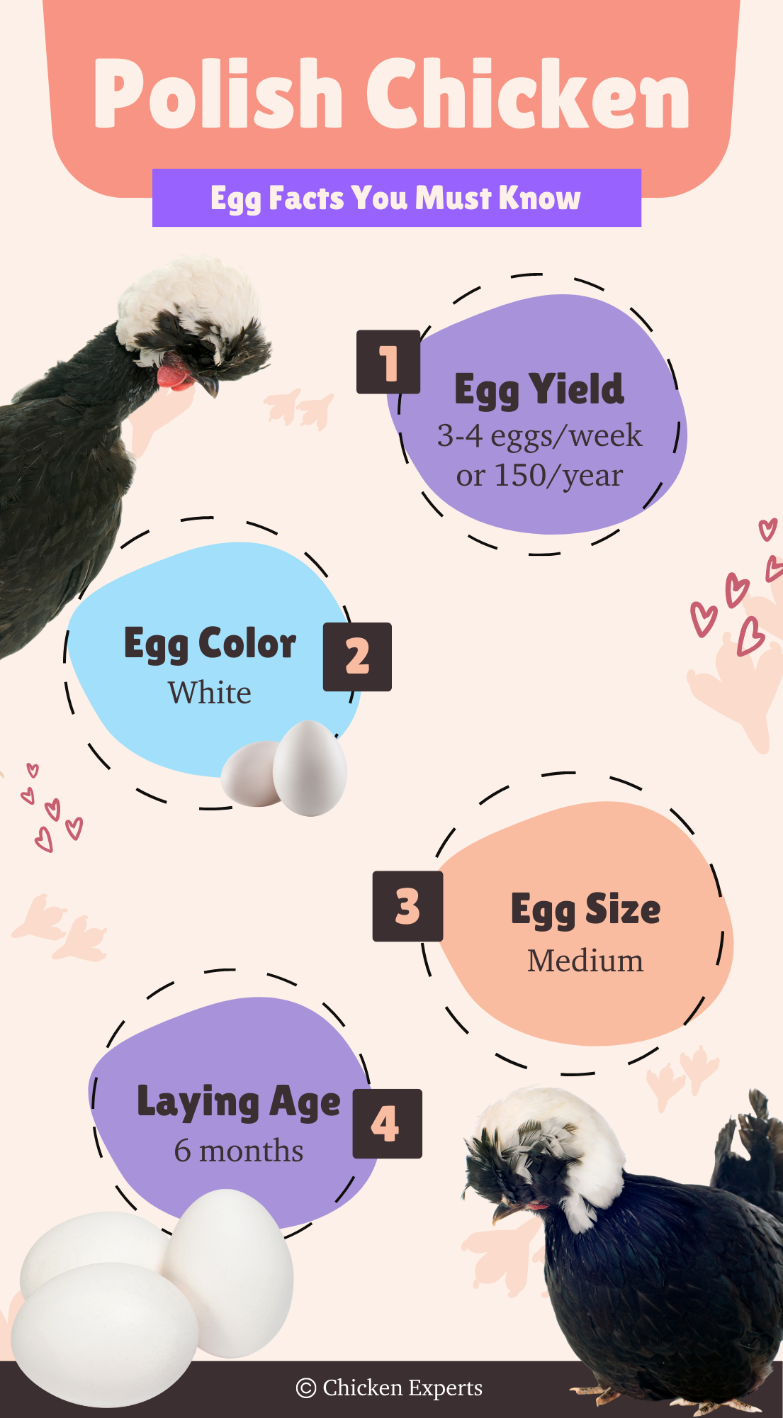 polish chicken breed egg facts