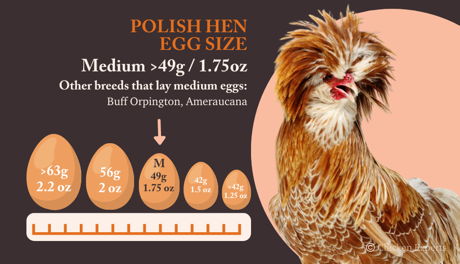 polish chicken egg size comparison