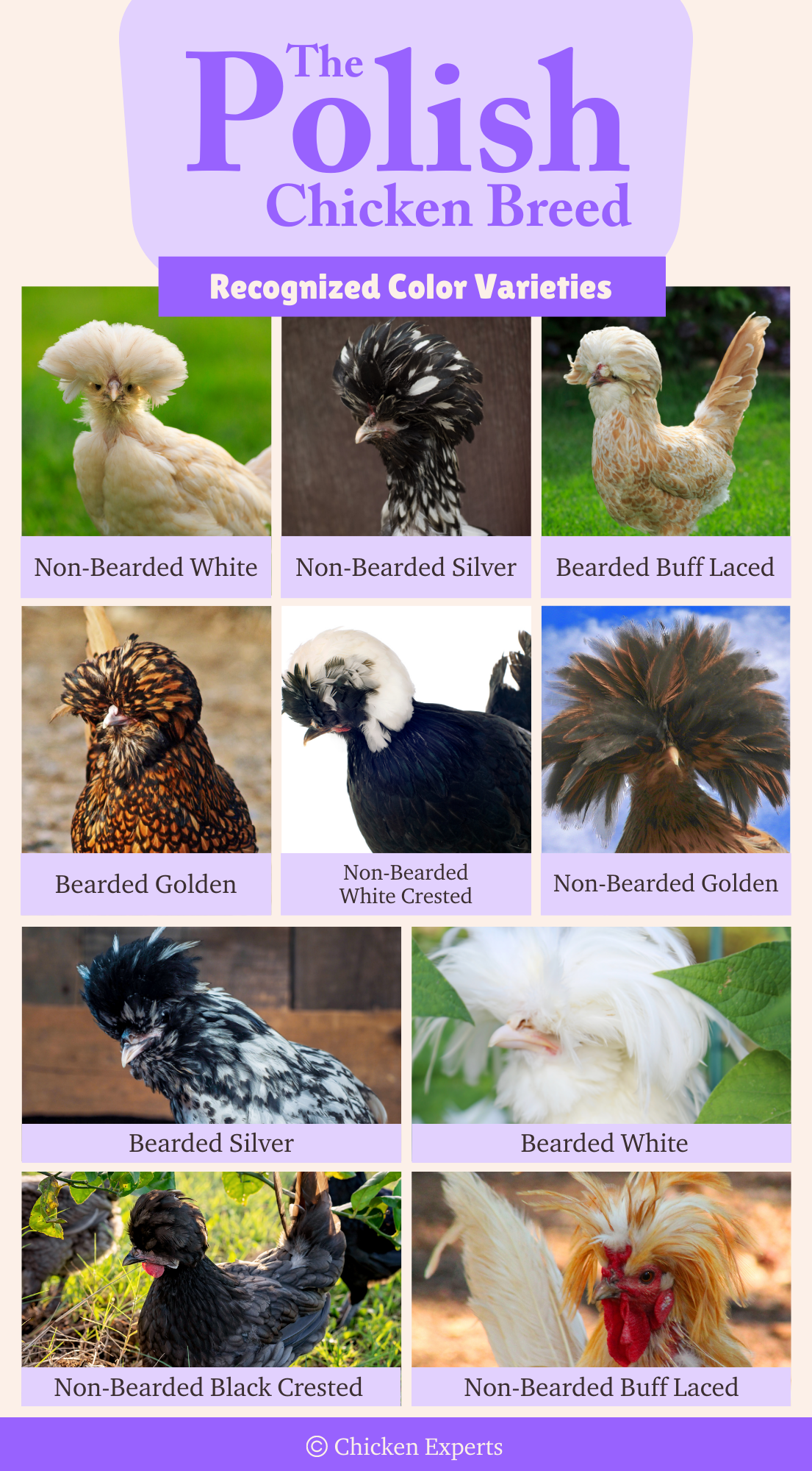 polish chicken breed color varieties