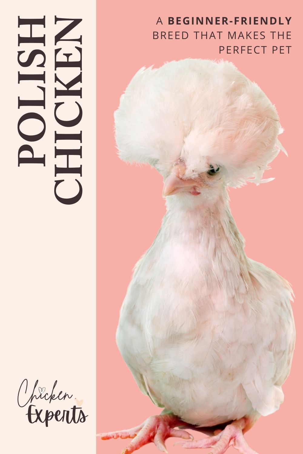 polish chicken