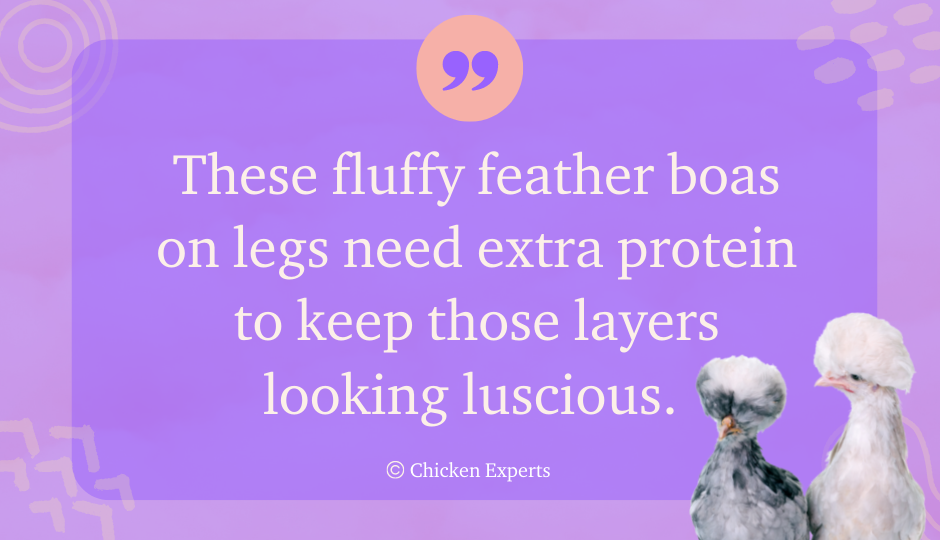 polish-chickens-need-protein-for-fluffy-feathers