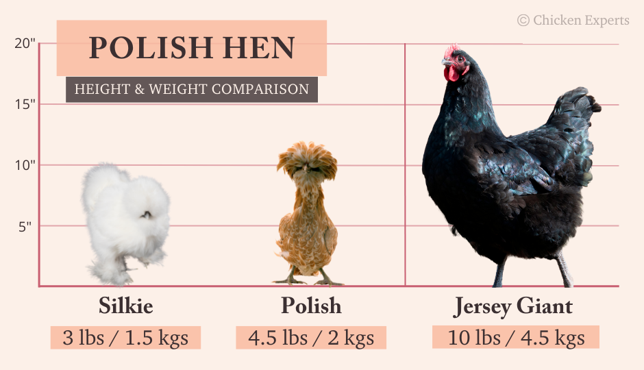 polish hen size comparison chart