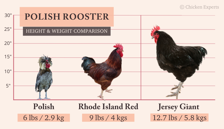 polish rooster size comparison chart