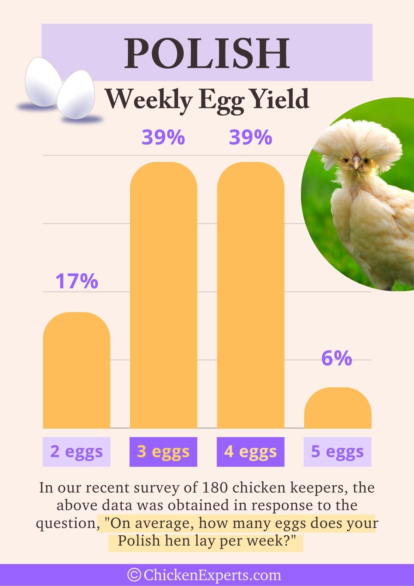 polish chicken weekly egg yield