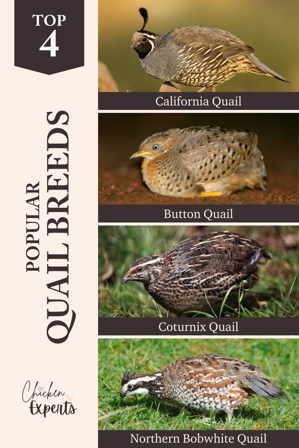 popular quail breeds