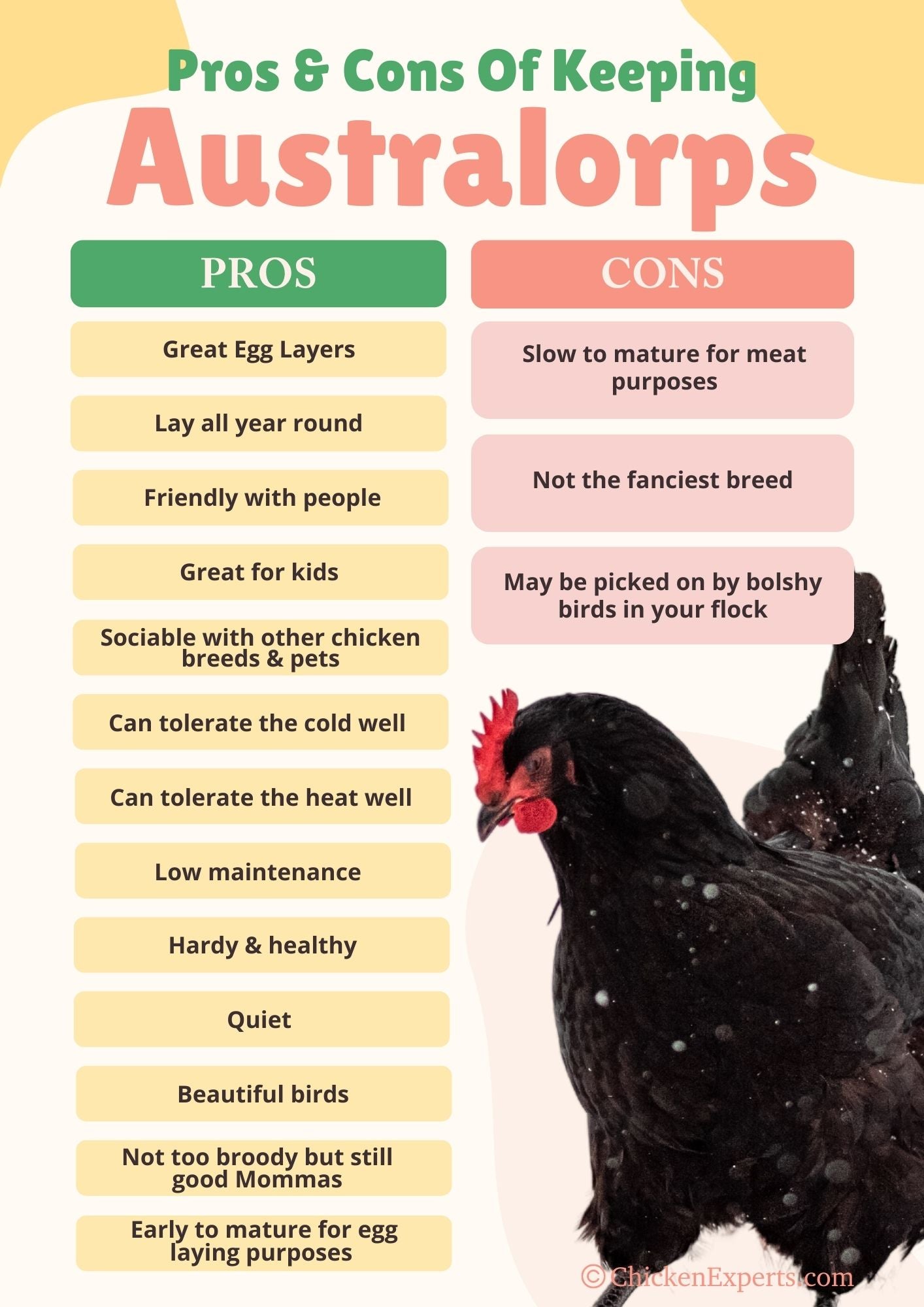 pros and cons of keeping australorp chickens