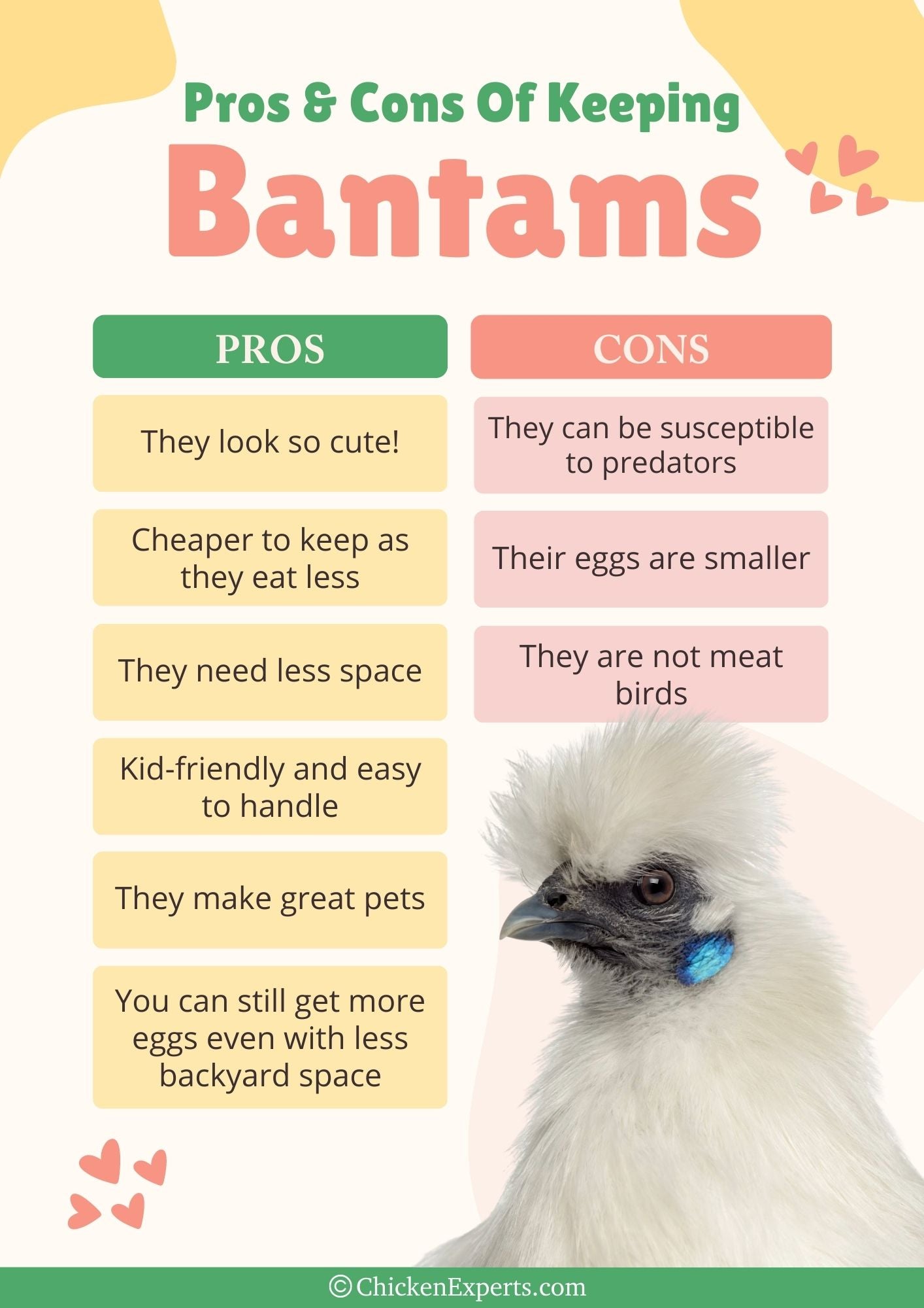 pros and cons of keeping bantam chickens