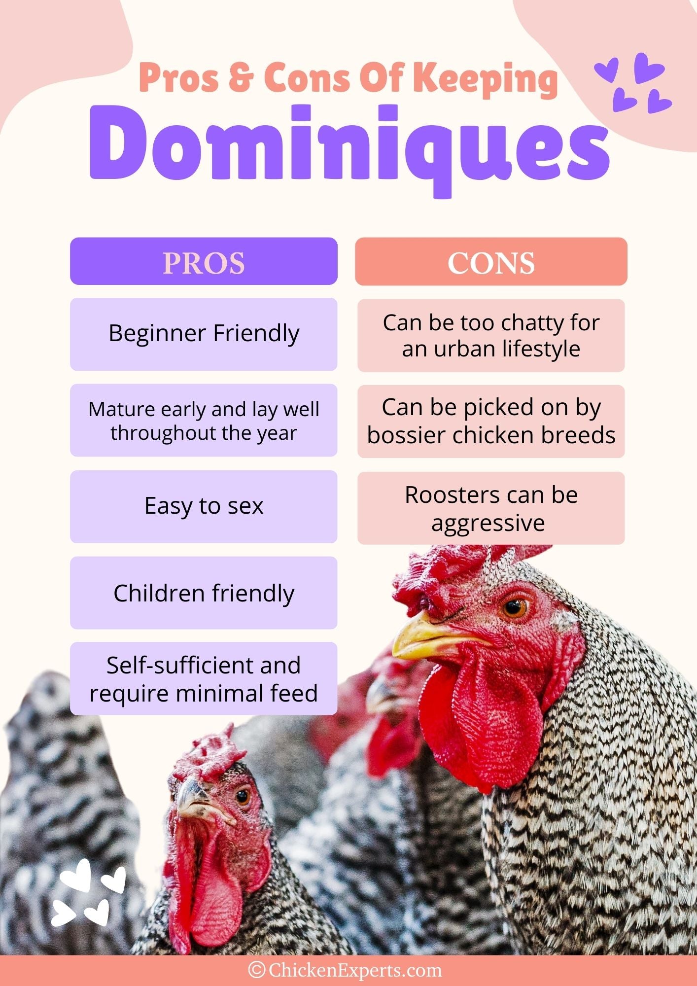 pros and cons of keeping dominique chickens