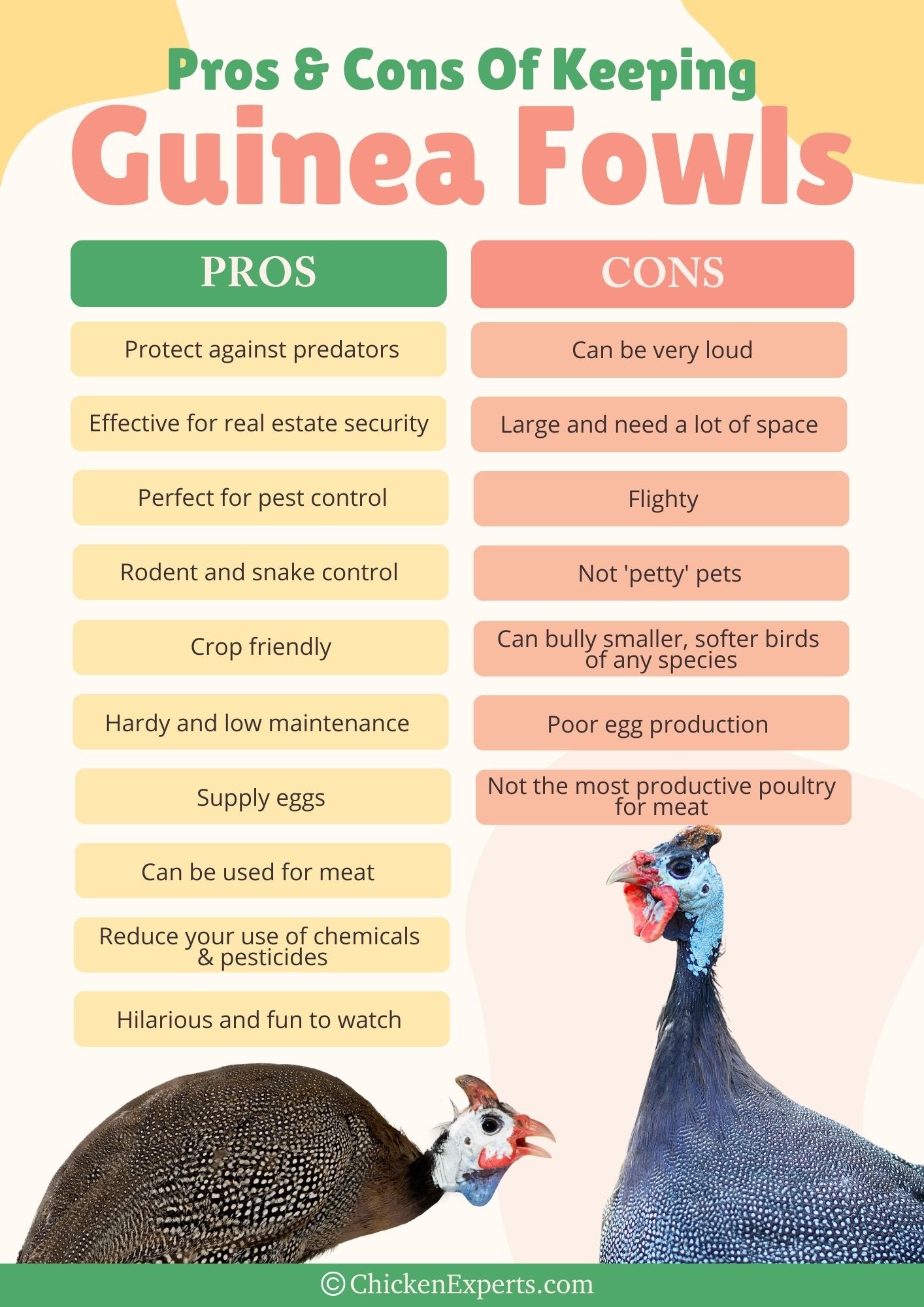 pros and cons of keeping guinea fowls