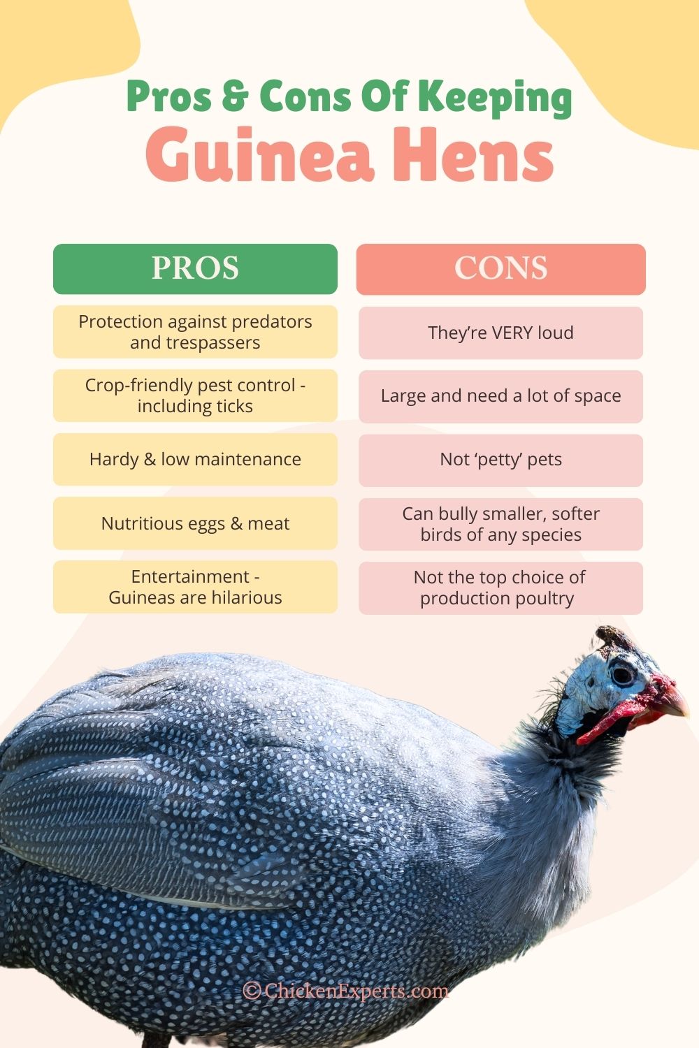 pros and cons of keeping guinea hens